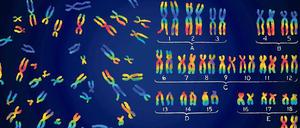 Vielfältiges Erbgut. Insgesamt 88 Millionen Varianten haben Forscher des „1000-Genome-Projekts“ in den DNS-Bausteinen des Menschen entdeckt. 