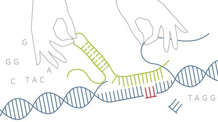 Mit der "Crispr"-Technik, einer Art Genschere, lassen sich an jeder beliebigen Stelle im Erbgut DNS-Stücke einsetzen oder herausschneiden. 