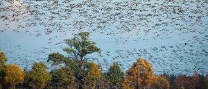 Brandenburg ist eine der führenden Radreiseregionen Deutschlands. Besonders beliebt der Oderbruch mit seinen Wildgänsen.