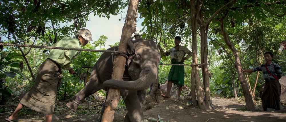 Der junge Elefant Naung Oo Tha arbeitet mit Mahuts am 05.09.2015 im Kingtha Elefantencamp in der Nähe von Nay Pyi Taw (Myanmar).