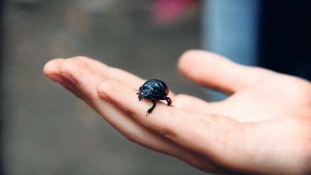 Käferchen. Entdecken, beobachten, malen: geht alles in den Ferien. 