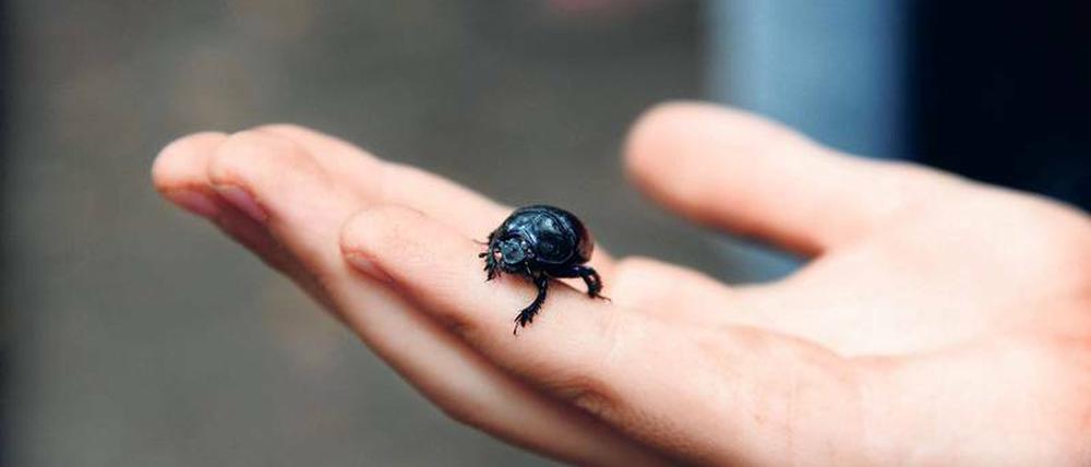 Käferchen. Entdecken, beobachten, malen: geht alles in den Ferien. 