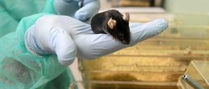 Eine Labormaus in Berlin-Buch.