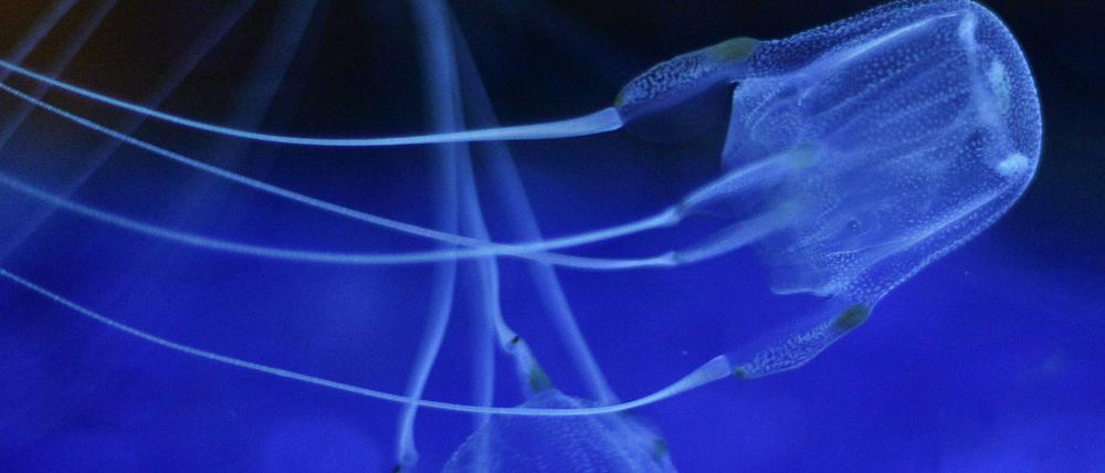 Eine Würfelqualle. Nach einer Berührung mit dem Tier ist eine Touristin aus Deutschland in Thailand gestorben. 