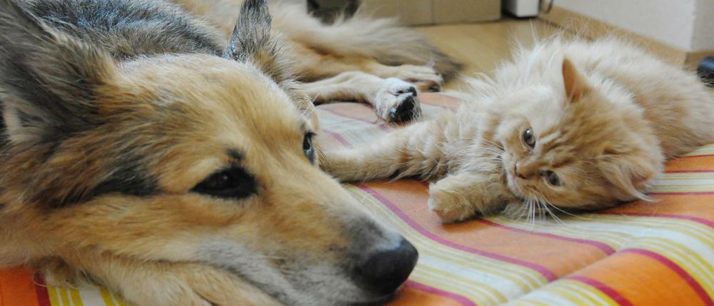 Katzen und Hunde können die Erreger übertragen, aber auch Flöhe und Zecken.