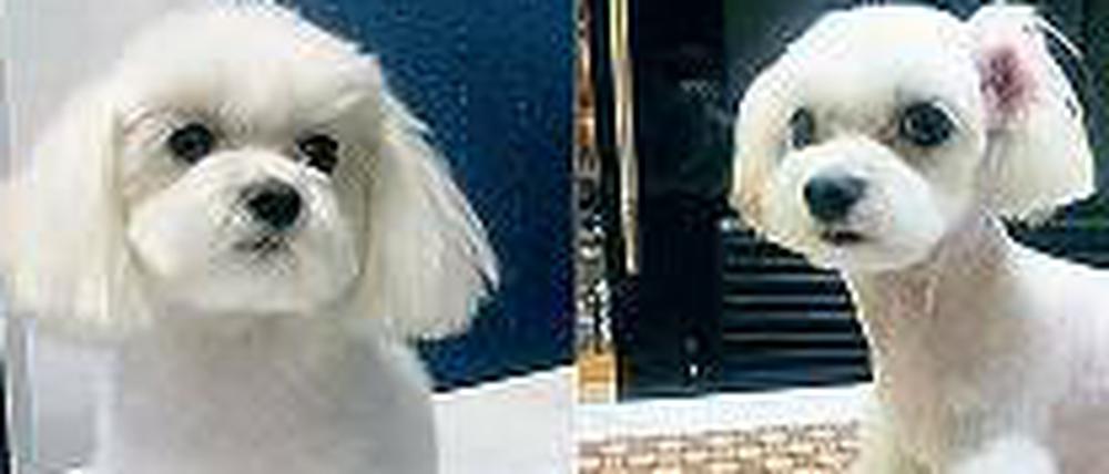 Vorher und nachher: Dieser Hund erhielt eine Augenvergrößerung. 