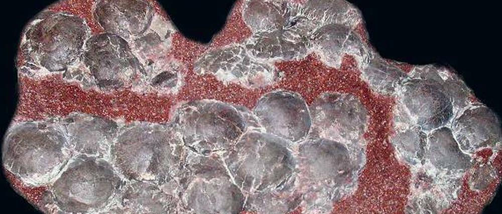 Fossile Eier. An diesen versteinerten Resten wendeten die Forscher ihr "Paläothermometer" an.