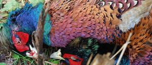 Schöne Leich. Fasan aus dem Video von Ezgi Kılınçaslan.