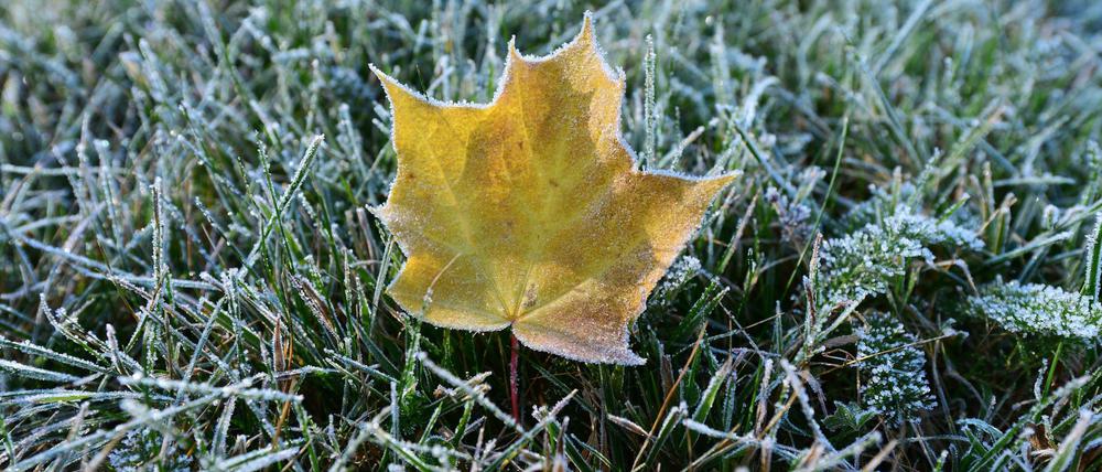 Eiskristalle auf dem Rasen. In Thüringen waren die Temperaturen in der Nacht zu Montag schon auf fünf Grad unter Null gefallen.