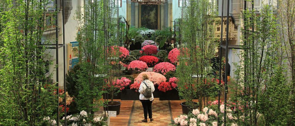Blühende Rhododendren werden bei der Bundesgartenschau in der Kirche Sankt Laurentius in Havelberg ausgestellt.
