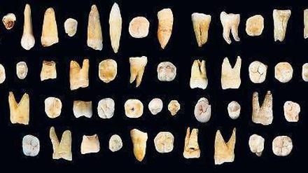 Zahn der Zeit. Aus diesen Fossilien schließen die Forscher, dass Homo sapiens bereits vor 80 000 Jahren China erreicht hatte. 