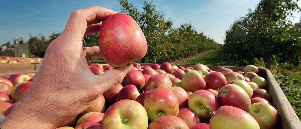 Frisch geerntet. Eine Hand hält einen roten Apfel über einer großen Kiste mit Äpfeln, im Hintergrund ein Blick auf eine Obstplantage im hessischen Hofheim.