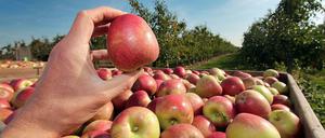 Frisch geerntet. Eine Hand hält einen roten Apfel über einer großen Kiste mit Äpfeln, im Hintergrund ein Blick auf eine Obstplantage im hessischen Hofheim.
