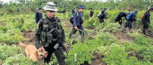 Unter Polizeibeobachtung. Bauern reißen ihre Kokabüsche aus.