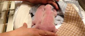 Zwei Pandababys im Zoo von Toronto.