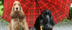 Sitz! Ein Cockerspaniel kam auf die Wache (Abbildung ähnlich).