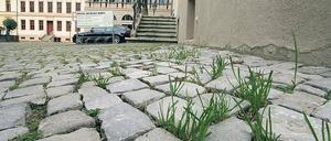 Halm ab. Die Potsdamer Stadtverwaltung ist dem Gras in den Pflasterritzen am Neuen Markt nicht grün. 