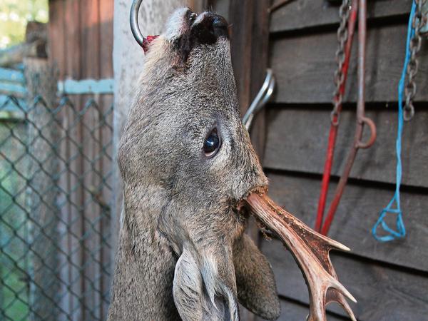 Jagdbeute? Dieses Reh wurde tatsächlich überfahren.