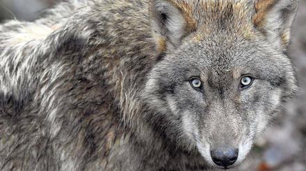 Wolf