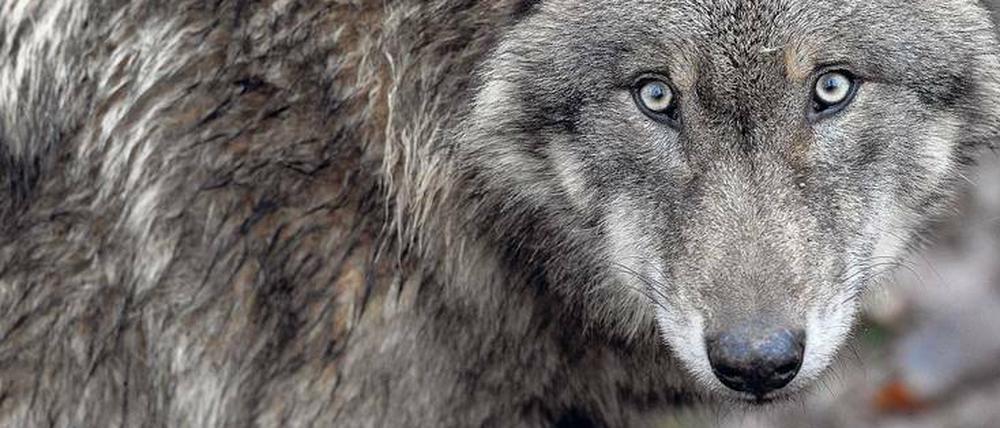 Wolf