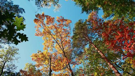 Bunter Oktober. Bäume im Wald der Revierförsterei Dachsberg in Zehlendorf.