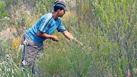Reiche Ernte. Roibuschtee, ein traditionelles Heilmittel aus den Bergen Südafrikas, ist in Europa zum Trendgetränk geworden. 