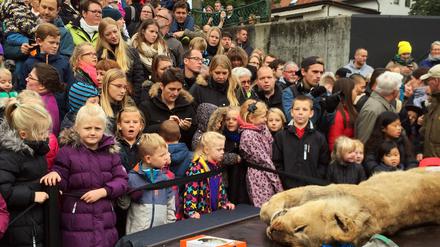 Zahlreiche Kinder beobachten in Odense in Dänemark am 15.10.2015 wie ein Löwe seziert wird. Im Ort Odense werden Tiere schon seit vielen Jahren regelmäßig seziert, um Kindern etwas über die Natur beizubringen.