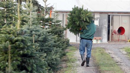 Bald ist es wieder soweit. Die Preise für Weihnachtsbaume bleiben annähernd stabil.