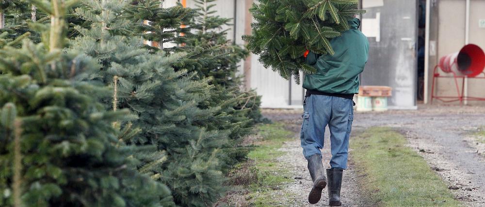 Bald ist es wieder soweit. Die Preise für Weihnachtsbaume bleiben annähernd stabil.