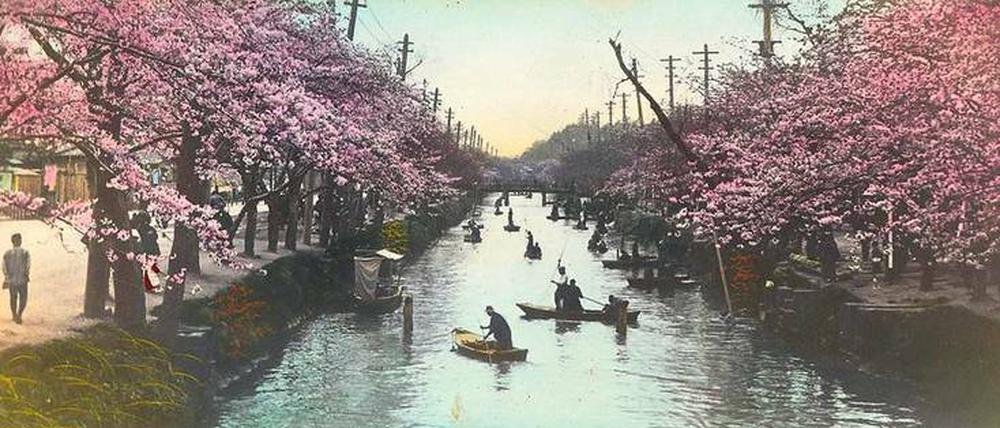 Kirschblüte in Tokio, Fluss