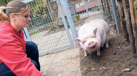 Kumpeltyp. Der zahme Eber Bärchen lässt sich von Pflegerin Michelle Siewert gerne kraulen, aber er kann auch mal ganz schön zickig sein.