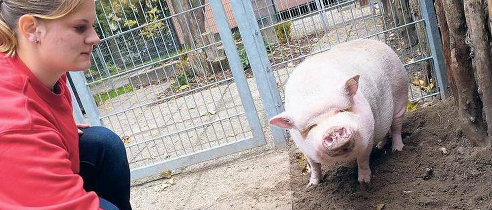 Kumpeltyp. Der zahme Eber Bärchen lässt sich von Pflegerin Michelle Siewert gerne kraulen, aber er kann auch mal ganz schön zickig sein.