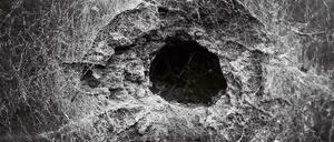 Eine von Nikolaus Seuberts Naturfotografien aus der Ausstellung "Lebensspuren".