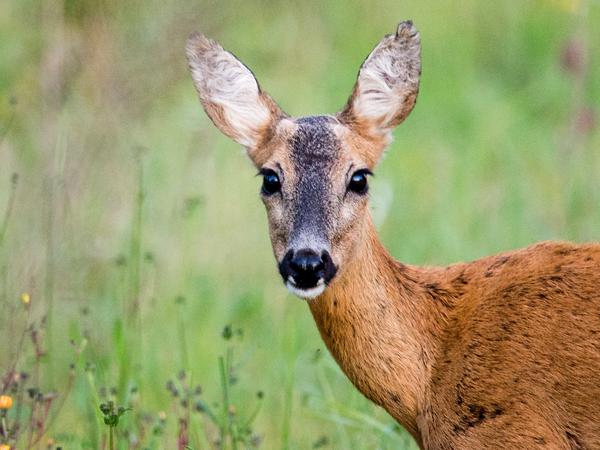 Rehe rühren jedes Herz an.