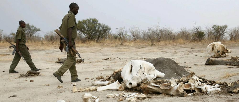 Ein Foto aus dem Jahre 2013. Sicherheitskräfte im Hwange National Park bei den verwesten Leichen von vergifteten Elefanten. Auch 2015 geht das Morden für Elfenbein weiter.
