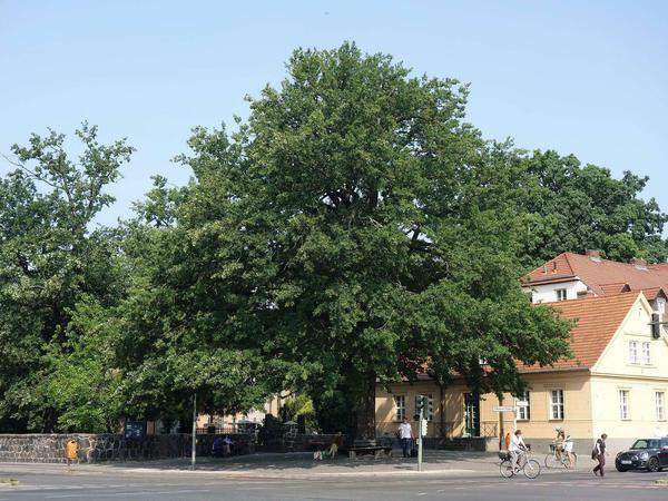 Zehlendorf-Mitte, die alte Eiche, der historische Friedhof mit der Kirche und rechts daneben das Heimatmuseum.