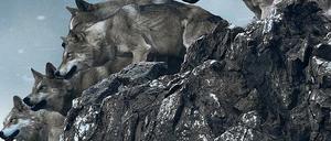 Mordshunger. Die von den Nomaden gefürchteten und verehrten Raubtiere kurz vor dem Angriff.