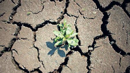 Klimawandel vor der Tür. Der Onlinekurs „Iversity.org“ erklärt unter anderem die Auswirkungen des Klimawandels in Deutschland – wie hier das ausgetrocknete Flussbett der Elbe.
