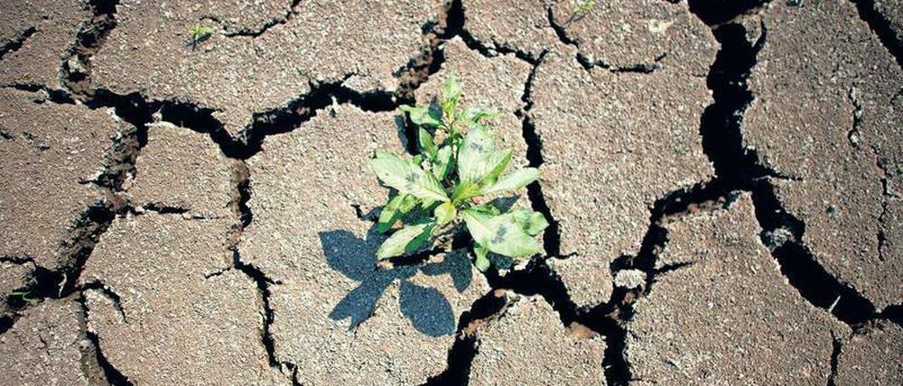 Klimawandel vor der Tür. Der Onlinekurs „Iversity.org“ erklärt unter anderem die Auswirkungen des Klimawandels in Deutschland – wie hier das ausgetrocknete Flussbett der Elbe.