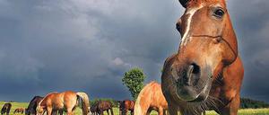 Trautes Getrappel. Pferde waren ein Kulturmotor des Menschen.
