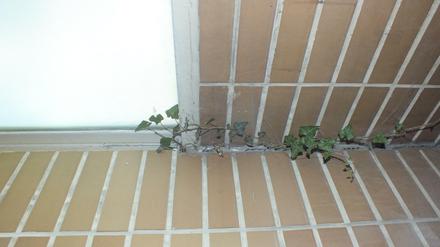 Alt Lankwitzer Grundschule - Efeu im Waschraum der Turnhalle