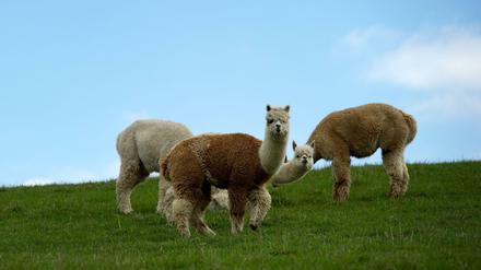 Alpakas sind unglaublich flauschig.