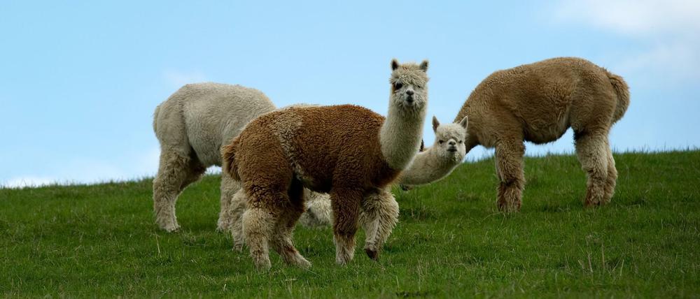 Alpakas sind unglaublich flauschig.