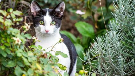 Ein Nahrungsmittel? In der Schweiz gibt es Bauern, die ihre Katzen essen. In dem Land ist dies erlaubt.