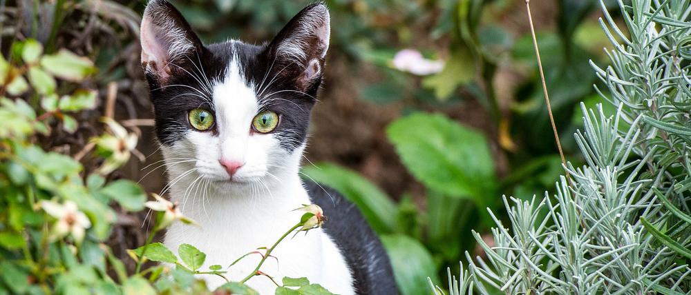 Ein Nahrungsmittel? In der Schweiz gibt es Bauern, die ihre Katzen essen. In dem Land ist dies erlaubt. 