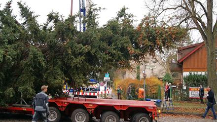 Auf dem Weg in die City West. Wo kommen die Bäume eigentlich her? Spandau bekommt seinen Baum als Tourismus-Werbegeschenk aus dem Fichtelgebirge. Dieses Exemplar für die City West kam aus Lichtenrade. 