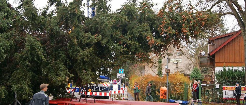 Auf dem Weg in die City West. Wo kommen die Bäume eigentlich her? Spandau bekommt seinen Baum als Tourismus-Werbegeschenk aus dem Fichtelgebirge. Dieses Exemplar für die City West kam aus Lichtenrade. 