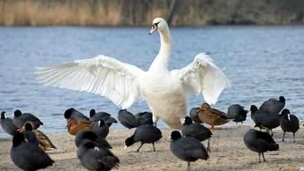 Ein Schwan breitet am 01.02.2015 auf dem Sand der Badestelle Lieper Bucht in Berlin die Flügel aus. Die Unterhavel hat hier im Grunewald eine mittlere Wassertiefe von fünf Metern und wird überwiegend aus dem Zufluss von Spree und Oberhavel gespeist. Foto: Soeren Stache/dpa +++(c) dpa - Bildfunk+++