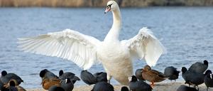 Ein Schwan breitet am 01.02.2015 auf dem Sand der Badestelle Lieper Bucht in Berlin die Flügel aus. Die Unterhavel hat hier im Grunewald eine mittlere Wassertiefe von fünf Metern und wird überwiegend aus dem Zufluss von Spree und Oberhavel gespeist. Foto: Soeren Stache/dpa +++(c) dpa - Bildfunk+++
