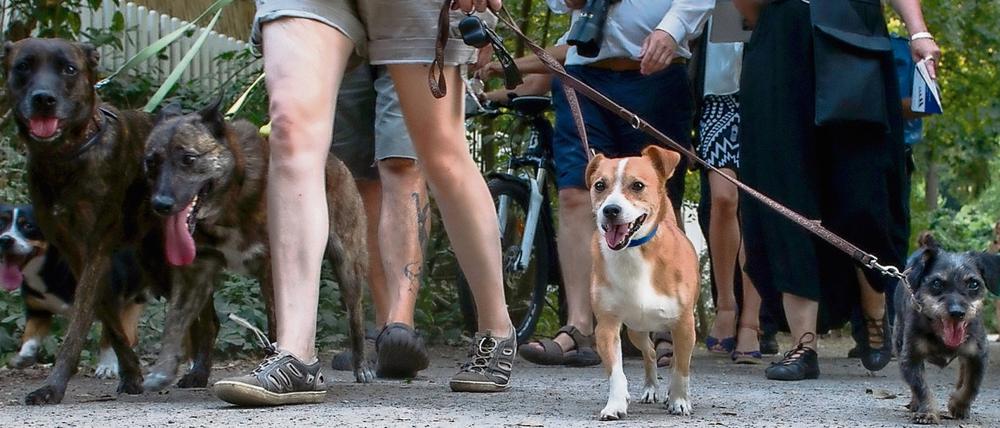 Jetzt auch am Pariser Platz. Bisher demonstrierten Frauchen und Herrchen nur am Schlachtensee gegen das Hundeverbot an diesem Gewässer. Am Sonntag aber ziehen sie vors Brandenburger Tor.